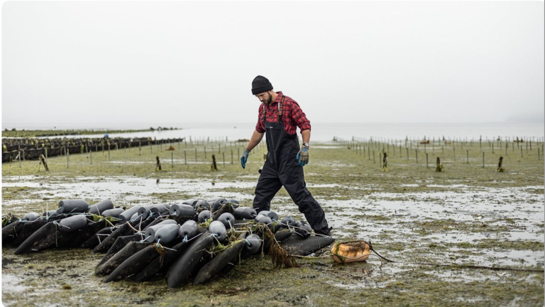 Owner harvesting shell fish